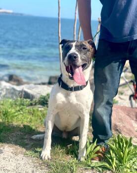 Rescue Pit Bull Terrier Dogs for Adoption in Princeton, Massachusetts - Scrappie -Local Dog | PetCurious