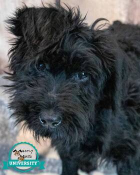 Poodle and Terrier Dogs Available for Adoption in Kennesaw, Georgia - Magoo | PetCurious