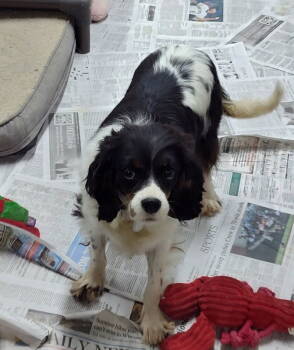 Rescue Cavalier King Charles Spaniel Dogs for Adoption in Mukwonago, Wisconsin - Raven | PetCurious