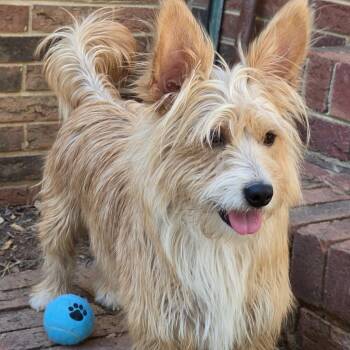 Terrier Dogs Available for Adoption in Shelby, North Carolina - Sophie | PetCurious