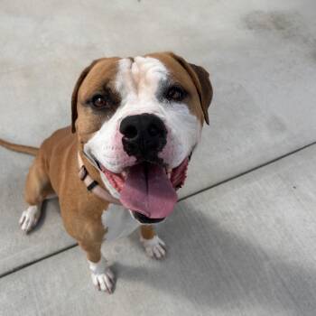 Blippi -  Mastiff and Mixed Breed Dog for Adoption in Harrisonburg, Virginia - Blippi | PetCurious