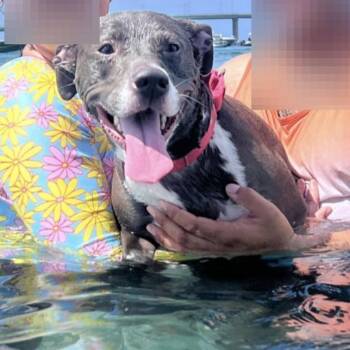 Bella -  American Bulldog and Mixed Breed Dog for Adoption in West Palm Beach, Florida - Bella | PetCurious