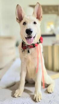 Rescue German Shepherd Dog and Siberian Husky Dogs for Adoption in Casselberry, Florida - Pandora | PetCurious