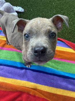 Link -  Labrador Retriever Dog for Adoption in The Woodlands, Texas - Link | PetCurious
