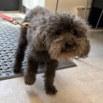 Poodle Dogs Available for Adoption in Philadelphia, Pennsylvania - Roxy Roo | PetCurious