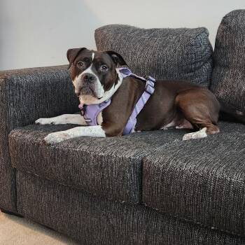 Rescue American Staffordshire Terrier and Pit Bull Terrier Dogs for Adoption in Philadelphia, Pennsylvania - Remi Paw | PetCurious