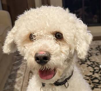 Bichon Frise Dogs Available for Adoption - Roger | PetCurious