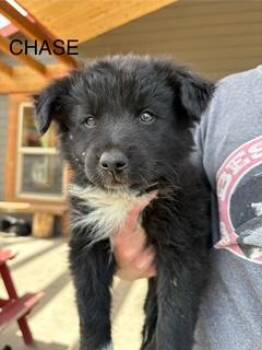 Rescue Border Collie and Australian Cattle Dog Blue Heeler Dogs for Adoption in Lewiston, Idaho - Chase **Courtesy Posting** | PetCurious