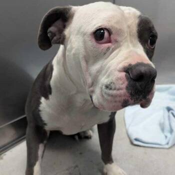 Mixed Breed Dogs Available for Adoption in Davenport, Iowa - Butterfly Goldfish | PetCurious