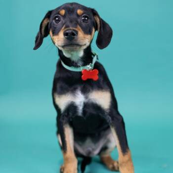 Chihuahua Dogs Available for Adoption in Portland, Oregon - Eager | PetCurious