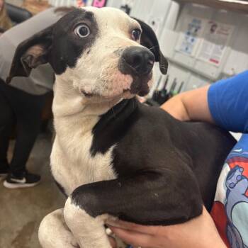 Monkee -  Mixed Breed Dog for Adoption in Corbin, Kentucky - Monkee | PetCurious