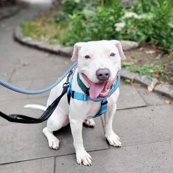 Rescue American Staffordshire Terrier and Mixed Breed Dogs for Adoption in New York, New York - Gaspar | PetCurious