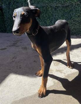 61320248 -  Doberman Pinscher and Mixed Breed Dog for Adoption in El Paso, Texas - 61320248 | PetCurious