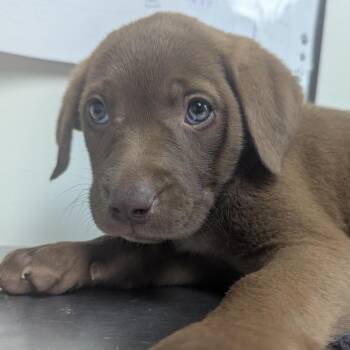 Labrador Retriever Dogs Available for Adoption in Parrish, Alabama - Plum | PetCurious