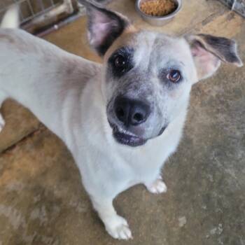 Mae Mae -  Great Pyrenees and Australian Cattle Dog Blue Heeler Dog for Adoption in West Point, Mississippi - Mae Mae | PetCurious