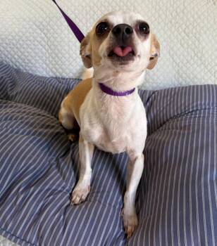 Lady -  Chihuahua Dog for Adoption in Fort Worth, Texas - Lady | PetCurious