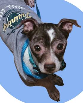 Rescue Chihuahua Dogs for Adoption in College Station, Texas - Rizzo | PetCurious