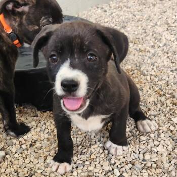 Rescue Plott Hound Dogs for Adoption in Austin, Texas - Matilida JuM | PetCurious