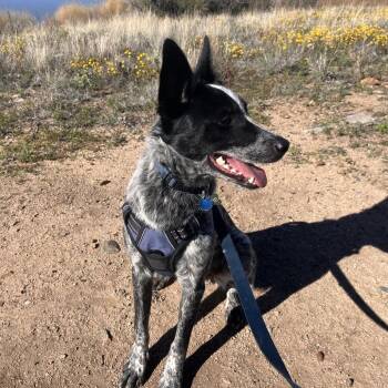 Ozzie (Courtesy Listing) -  Australian Shepherd and Australian Cattle Dog Blue Heeler Dog for Adoption in Prescott, Arizona - Ozzie (Courtesy Listing) | PetCurious