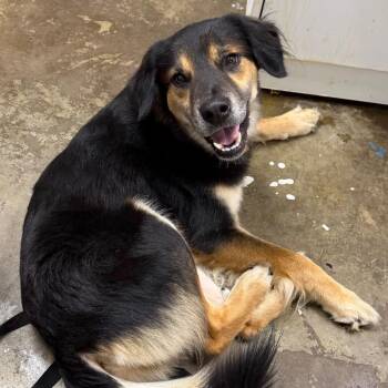 Linus -  Australian Cattle Dog Blue Heeler and Australian Shepherd Dog Available for Adoption in Cleveland, Mississippi - Linus | PetCurious