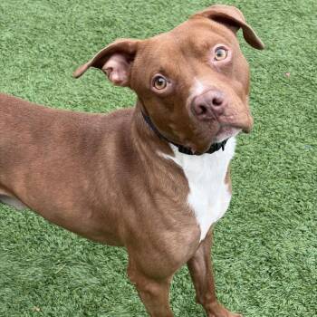 Squirrely -  Mixed Breed Dog for Adoption in Matteson, Illinois - Squirrely | PetCurious