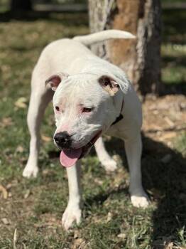 Rescue Pit Bull Terrier and Mixed Breed Dogs for Adoption in Springfield, Illinois - Drake | PetCurious