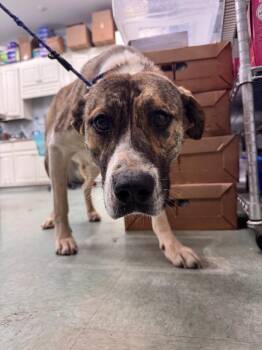 Mixed Breed Dogs Available for Adoption - Hazel | PetCurious