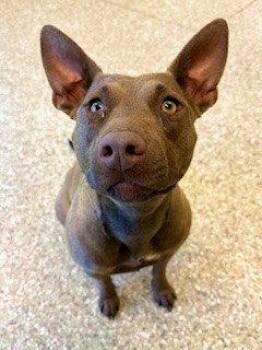 American Staffordshire Terrier Dogs Available for Adoption in Clyde, North Carolina - BRONWYN | PetCurious
