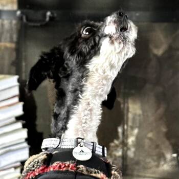 Shih Tzu and Mixed Breed Dogs Available for Adoption - Oreo Cookie | PetCurious