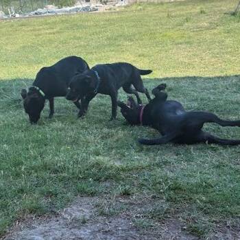 Murphy -  Black Labrador Retriever and Australian Cattle Dog Blue Heeler Dog for Adoption in New Fairfield, Connecticut - Murphy | PetCurious