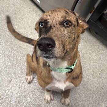 Palmer -  Catahoula Leopard Dog Dog for Adoption in Englewood, Florida - Palmer | PetCurious