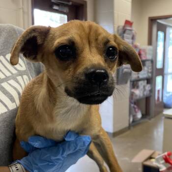 Mist -  Terrier and Mixed Breed Dog for Adoption in San Antonio, Texas - Mist | PetCurious