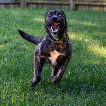 Rescue Shepherd and Husky Dogs for Adoption in Indianapolis, Indiana - Steve | PetCurious