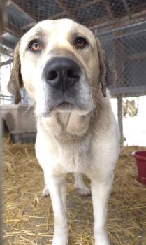 Anatolian Shepherd Dogs Available for Adoption - Bella | PetCurious