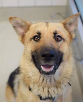 Tomahawk -  German Shepherd Dog Dog for Adoption in Pontiac, Michigan - Tomahawk | PetCurious