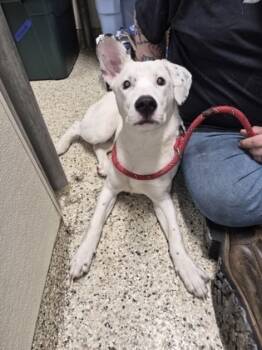 Rescue Mixed Breed Dogs for Adoption - NOELLE | PetCurious