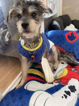 Miniature Schnauzer Dogs Available for Adoption in Rancho Cucamonga, California - Rue | PetCurious