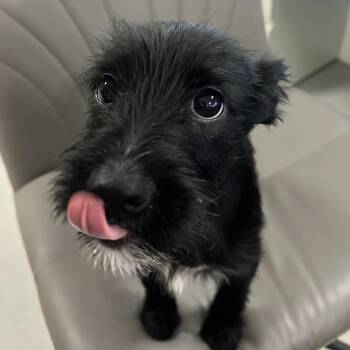 Max -  Mixed Breed Dog for Adoption in Hampton Bays, New York - Max | PetCurious