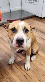 Speck -  Staffordshire Bull Terrier and Mixed Breed Dog for Adoption in Fayetteville, Tennessee - Speck | PetCurious