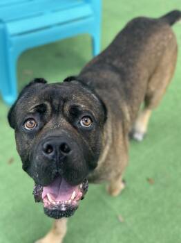 Harry -  Cane Corso Dog for Adoption in Lakeland, Florida - Harry | PetCurious