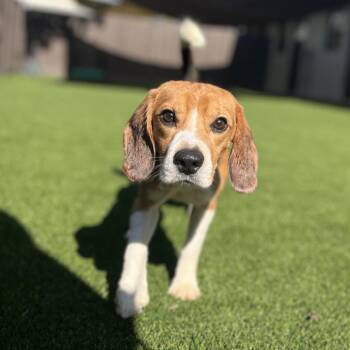Perry 3143 -  Beagle Dog for Adoption in Loxahatchee Groves, Florida - Perry 3143 | PetCurious