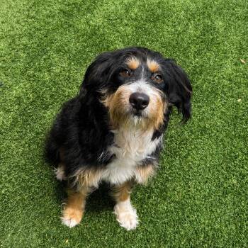 Dixie 4071 -  Australian Shepherd and Poodle Dog for Adoption in Loxahatchee Groves, Florida - Dixie 4071 | PetCurious