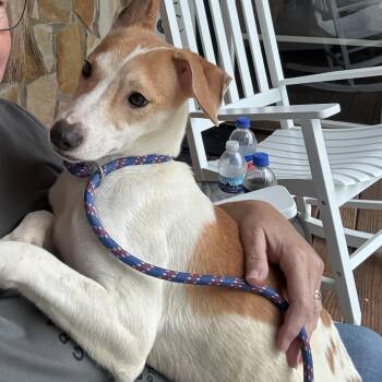 Earth (Opie) -  Shiba Inu and Mixed Breed Dog for Adoption in Dixon, Illinois - Earth (Opie) | PetCurious