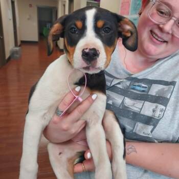 Snow White -  Hound and Mixed Breed Dog for Adoption in Milan, Illinois - Snow White | PetCurious