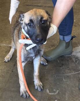 Rescue German Shepherd Dog Dogs for Adoption in Ontario, California - GOLDIE | PetCurious