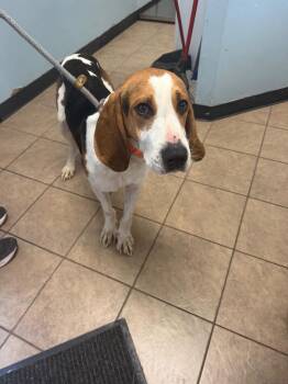 Elvis -  Coonhound Dog for Adoption in Marion, Ohio - Elvis | PetCurious