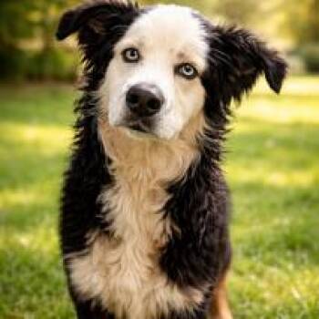 Australian Shepherd Dogs Available for Adoption in Smithfield, North Carolina - Finn | PetCurious