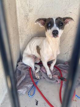 Mixed Breed Dogs Available for Adoption in Holbrook, Arizona - Clover | PetCurious