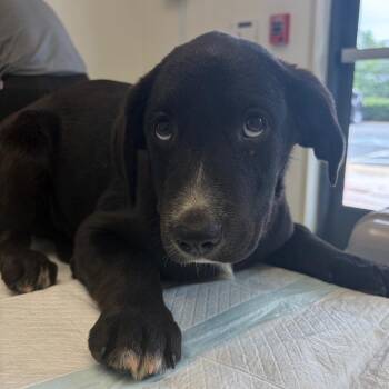 Traeger -  Catahoula Leopard Dog and Mixed Breed Dog for Adoption in Nashville, Tennessee - Traeger | PetCurious