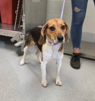 Kendall -  Beagle Dog for Adoption in Chillicothe, Ohio - Kendall | PetCurious